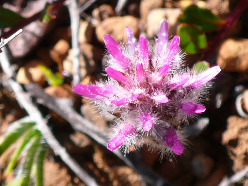 Botanique - P1040719.jpg