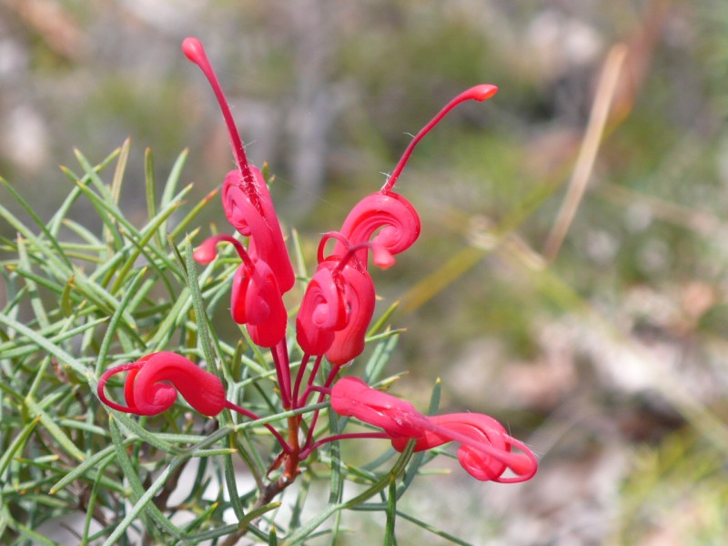 Botanique - P1040726.jpg