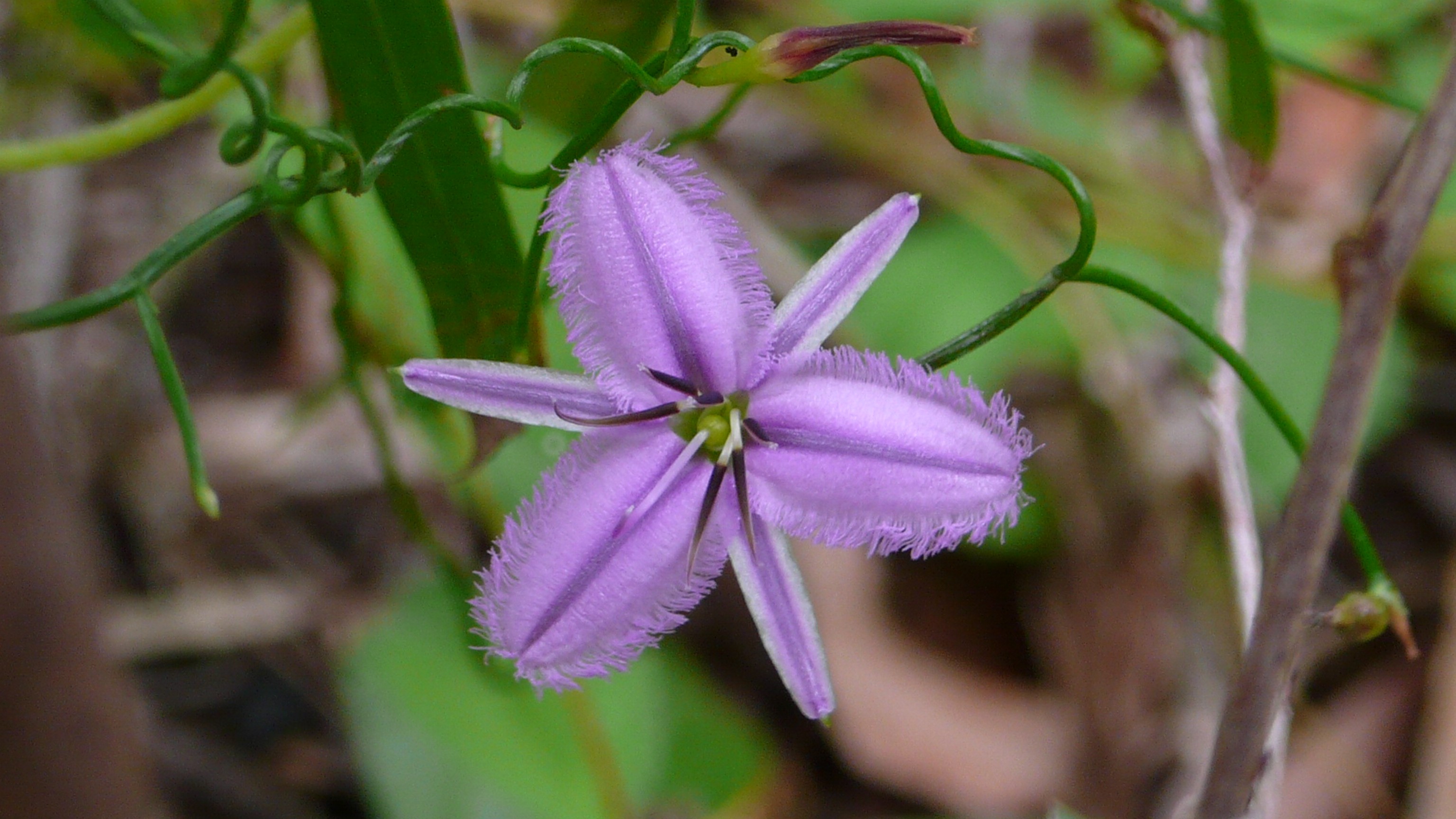 Botanique - P1050388.jpg