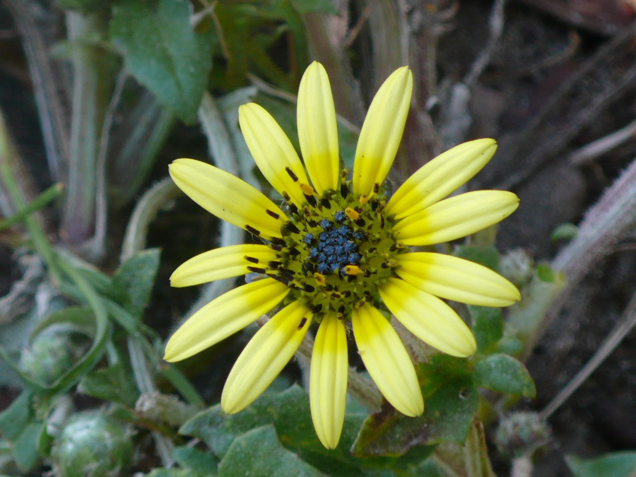 Botanique - P1050397.jpg