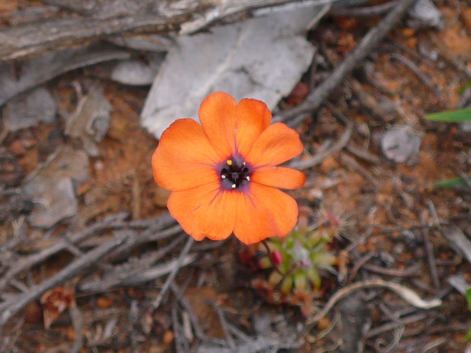 Botanique - P1050403.jpg