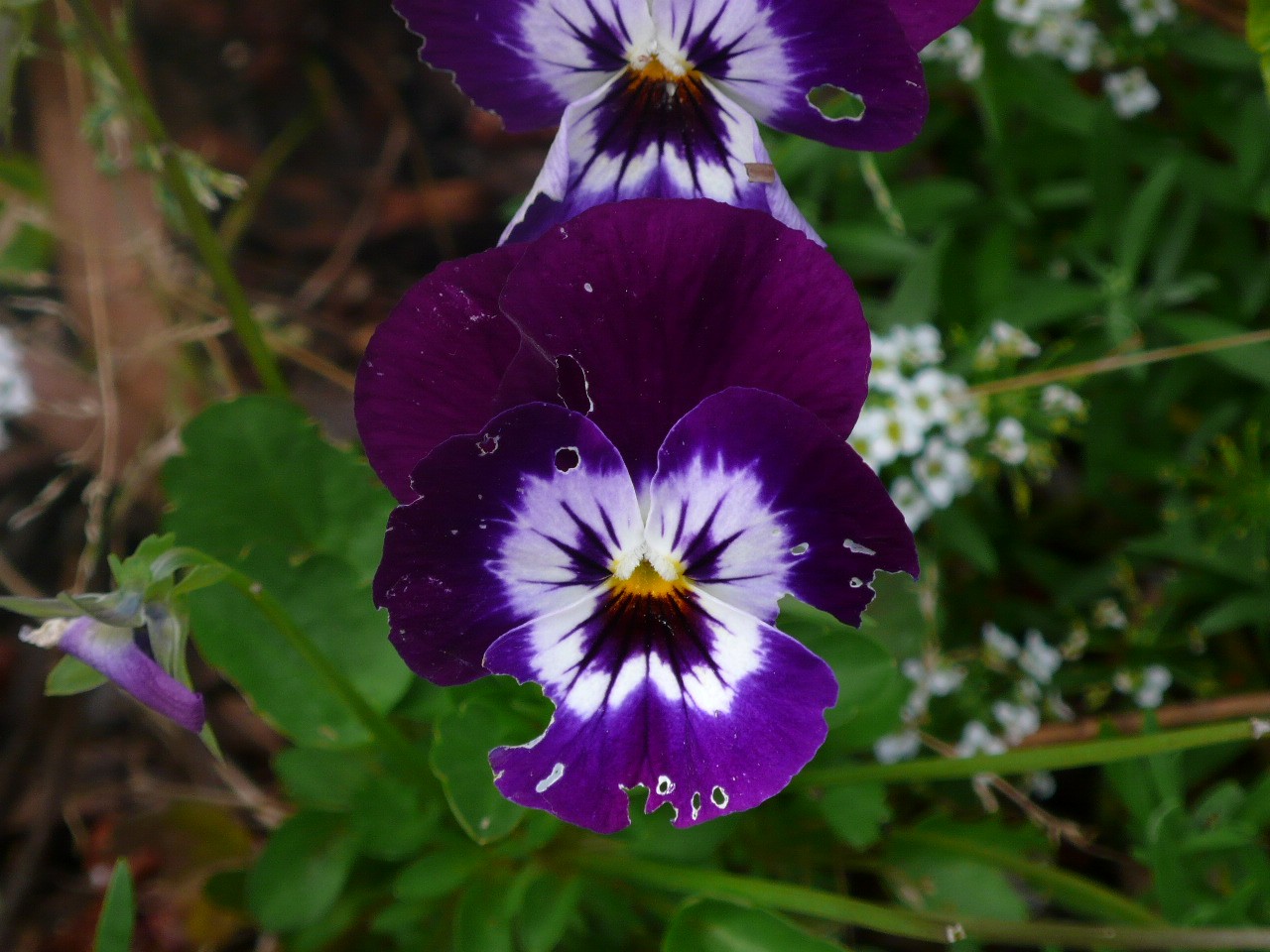 Botanique - P1050405.jpg