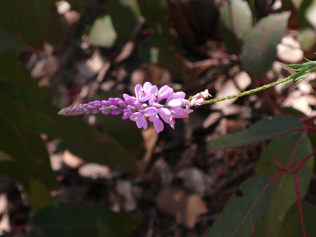 Botanique - P1050407.jpg