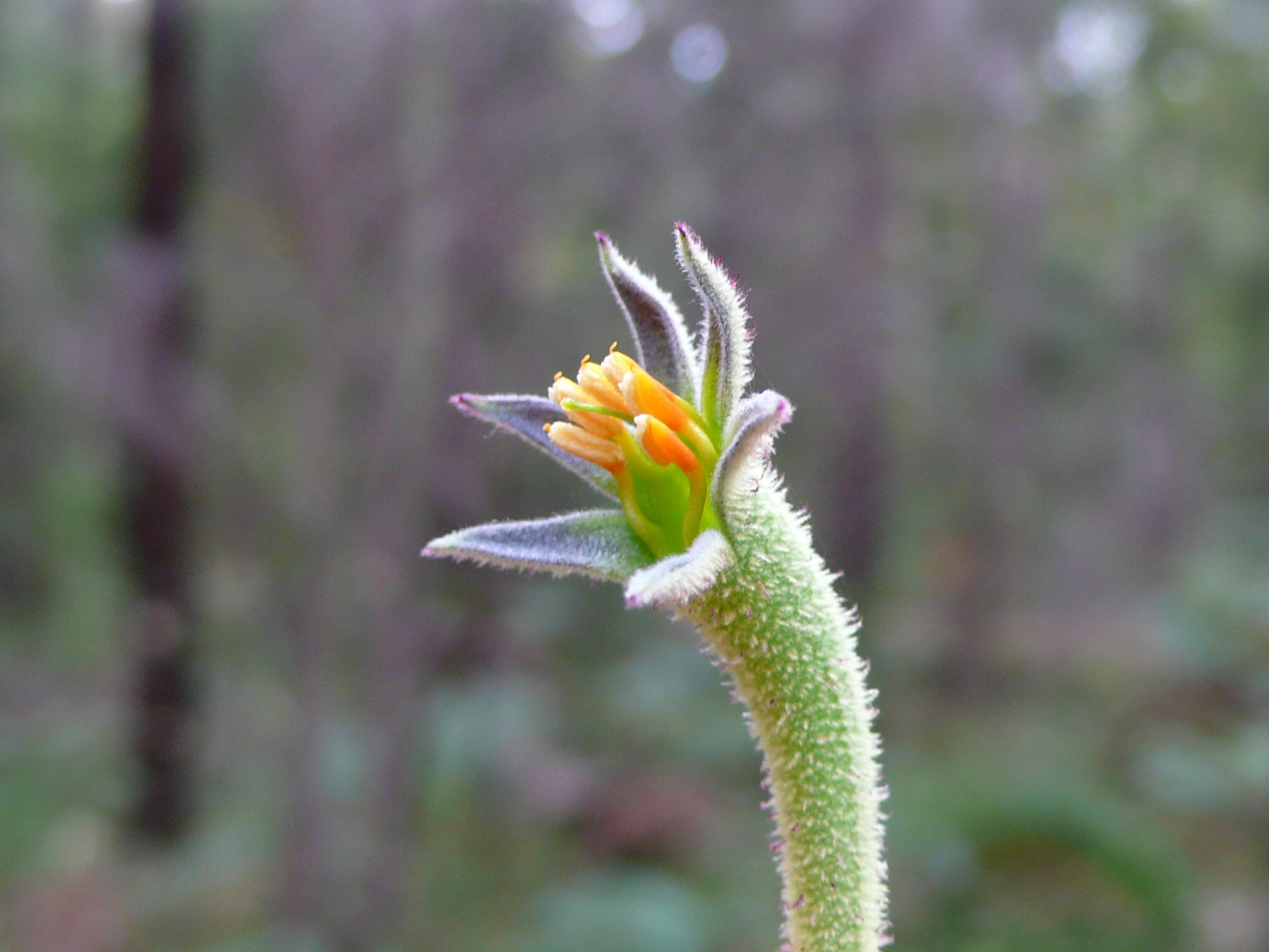 Botanique - P1050415.jpg