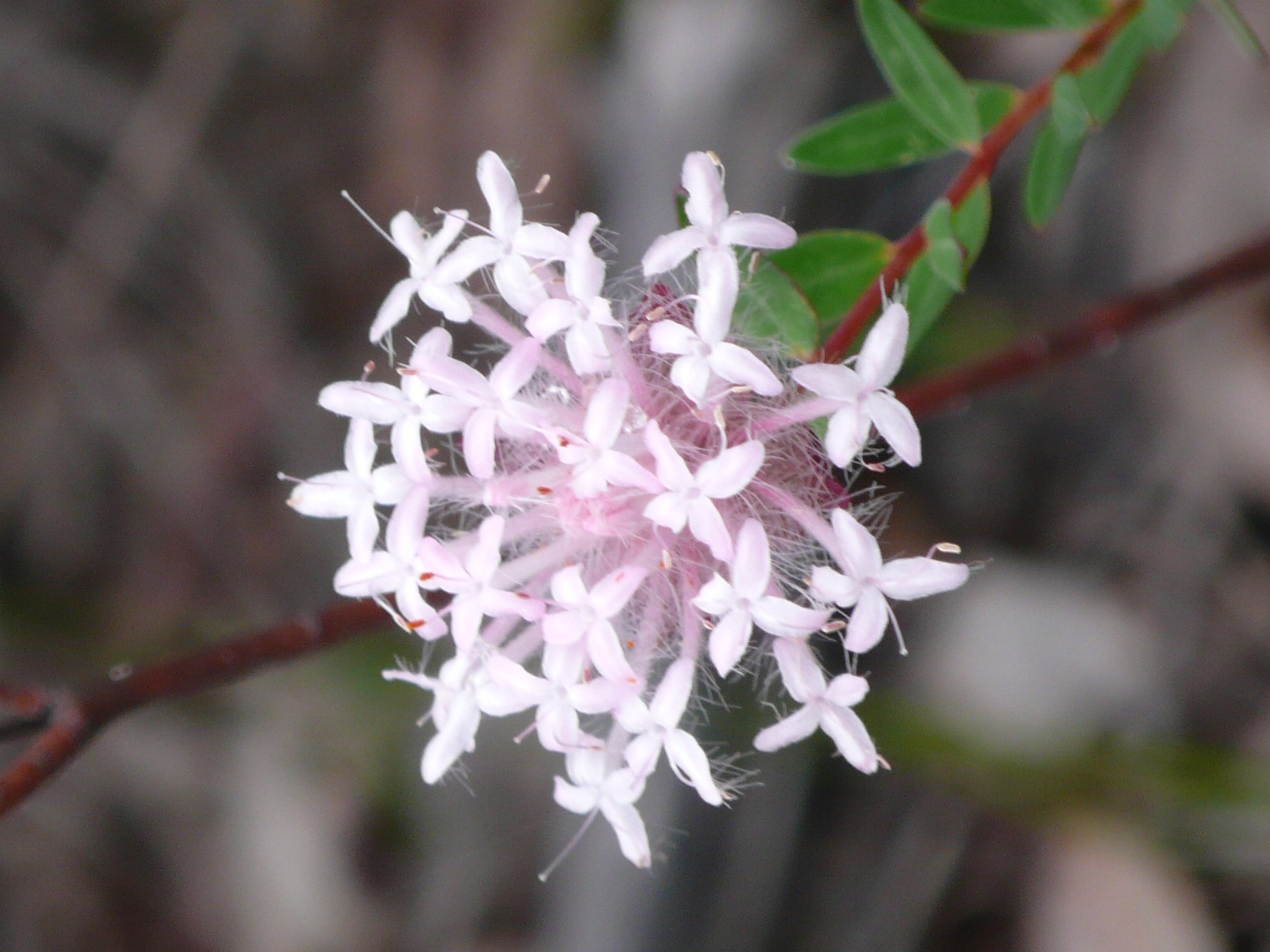 Botanique - P1050419.jpg