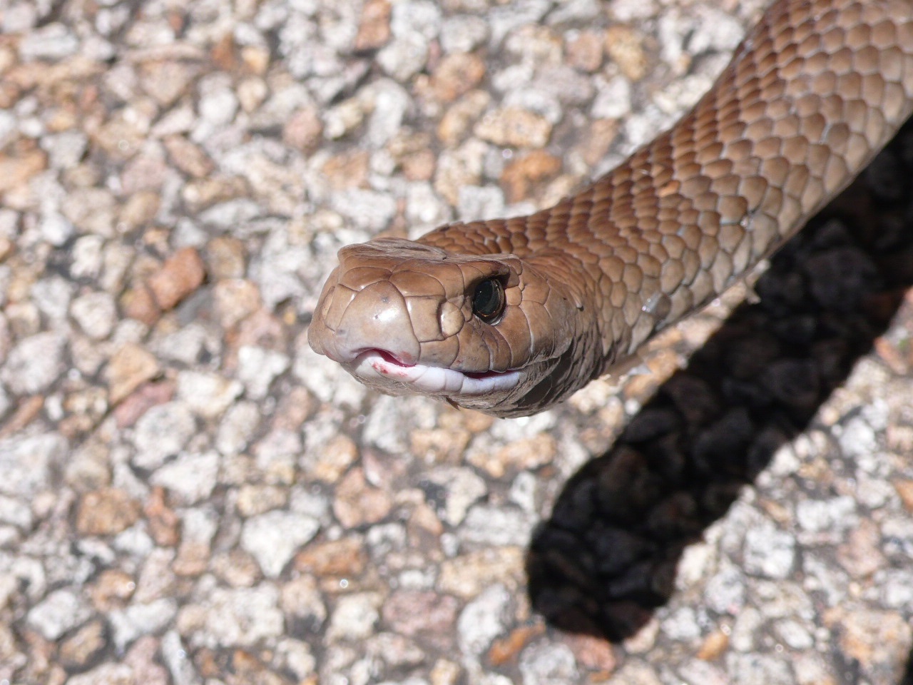 Australie : Melbourne - Sydney - P1050847.jpg