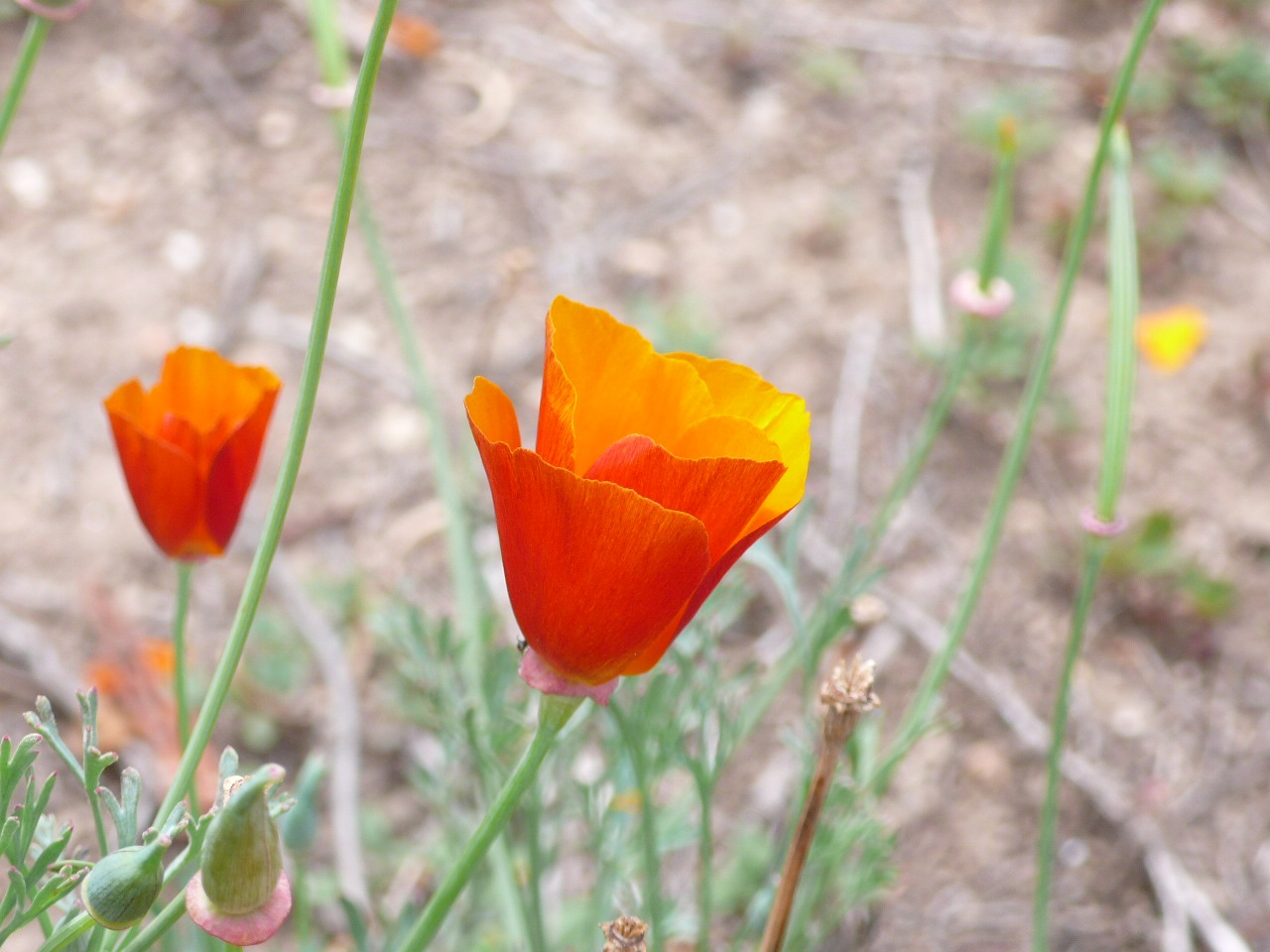 Australie : Melbourne - Sydney - P1050855.jpg