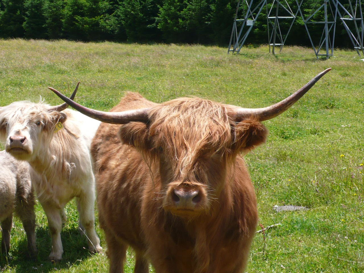 Nouvelle Zelande - l'ile du Sud - P1060526.jpg
