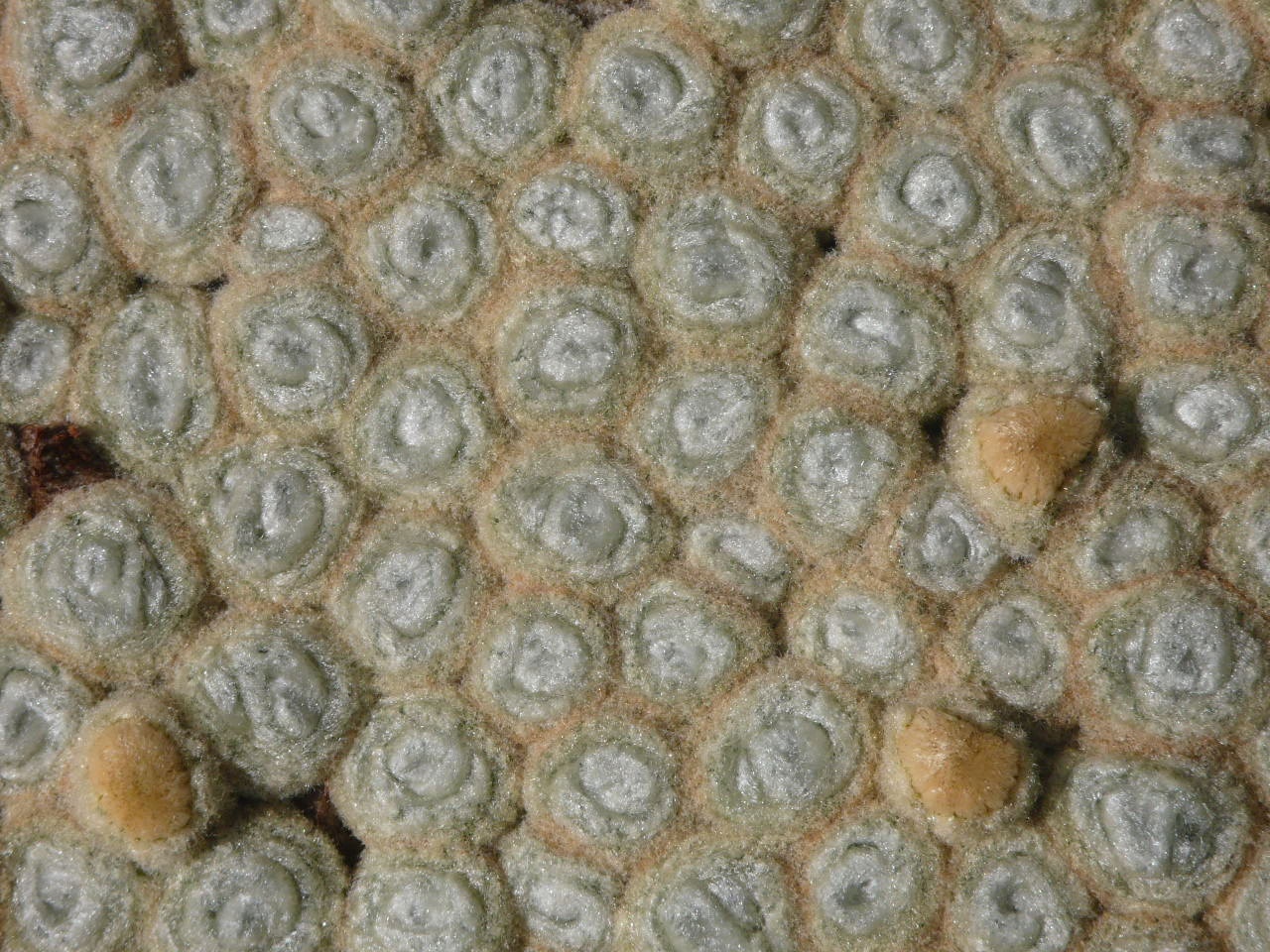 Nouvelle Zelande - l'ile du Sud - P1060542.jpg