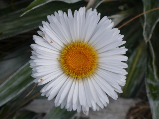 Nouvelle Zelande - l'ile du Sud