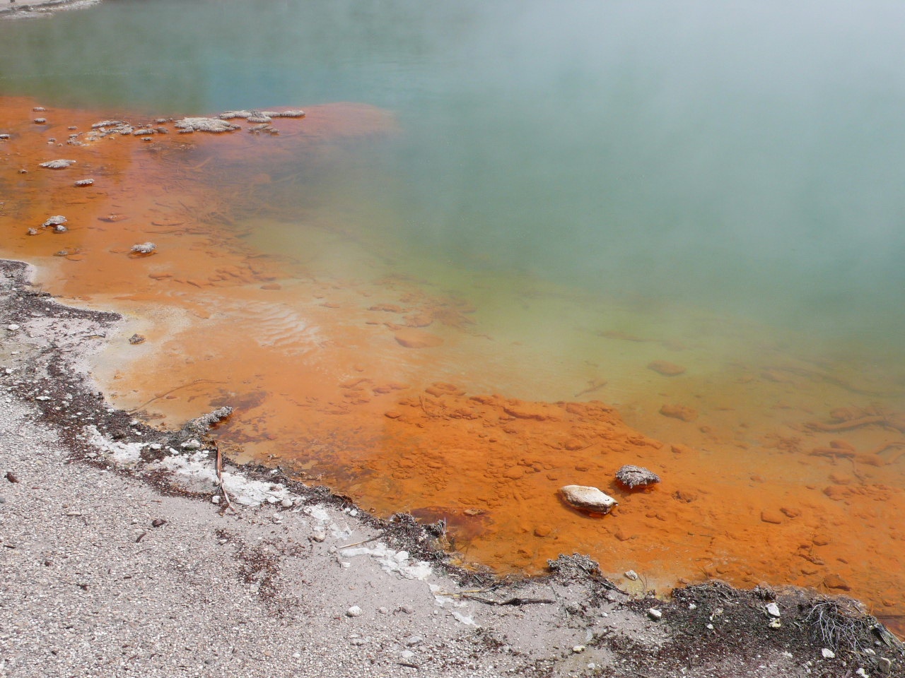 Nouvelle Zelande, l'Ile du Nord - P1070597.jpg