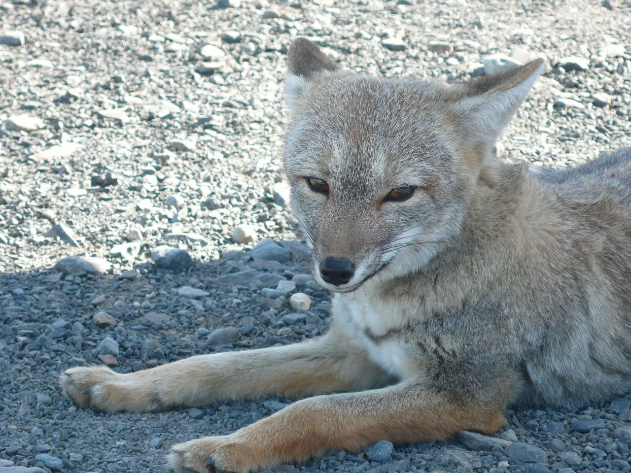 Patagonie - P1080648.jpg
