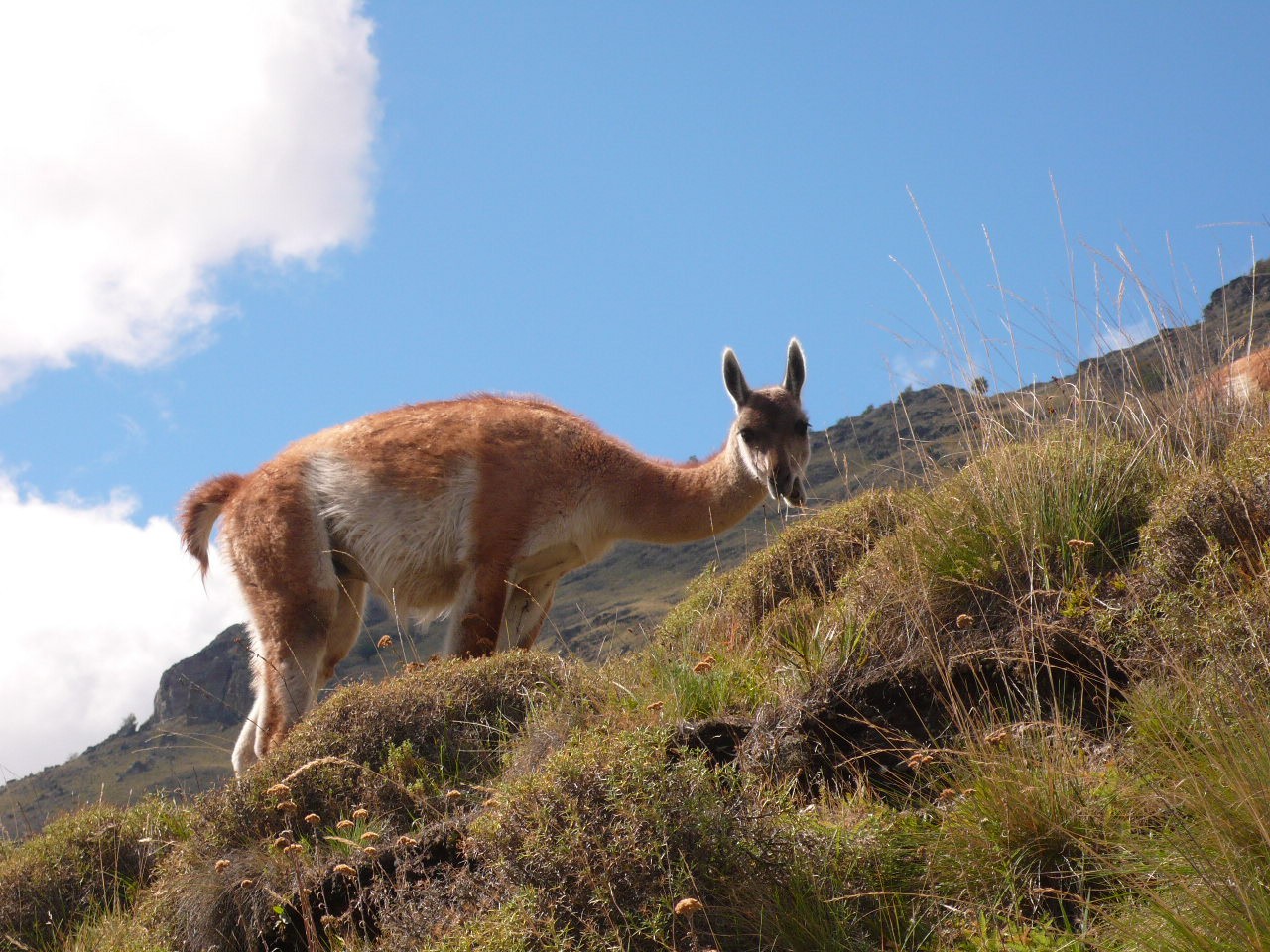 Patagonie, le Nord - P1090118.jpg