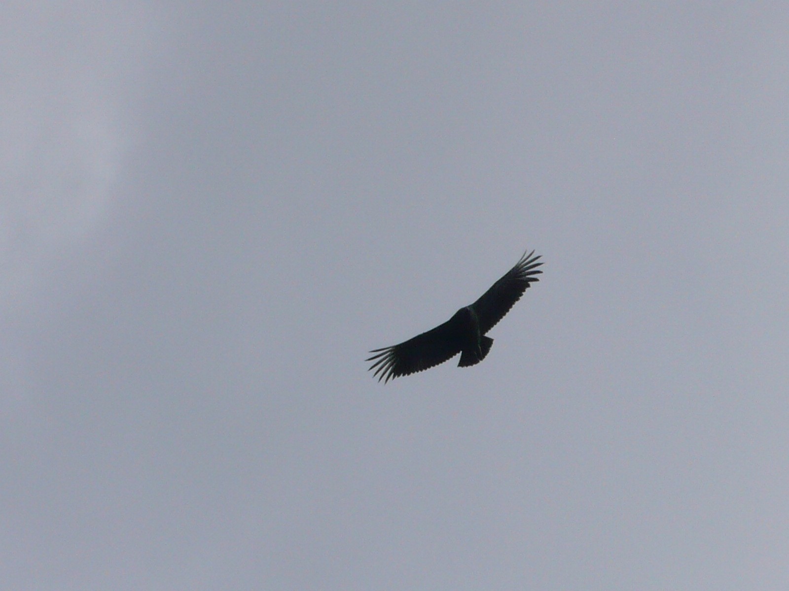 La fin du Chili et l'ile de Chiloe - P1090702.jpg
