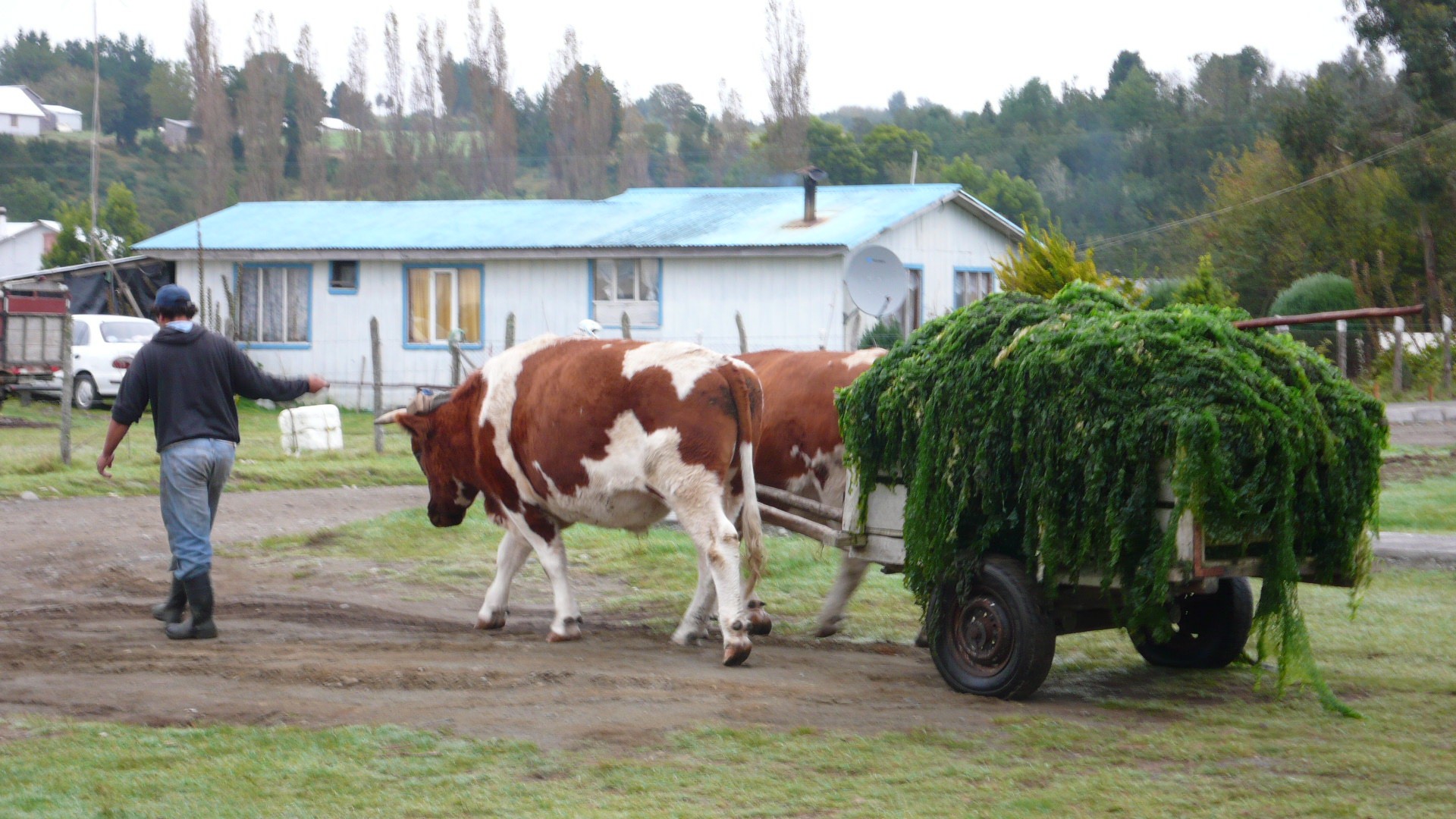 La fin du Chili et l'ile de Chiloe - P1090716.jpg