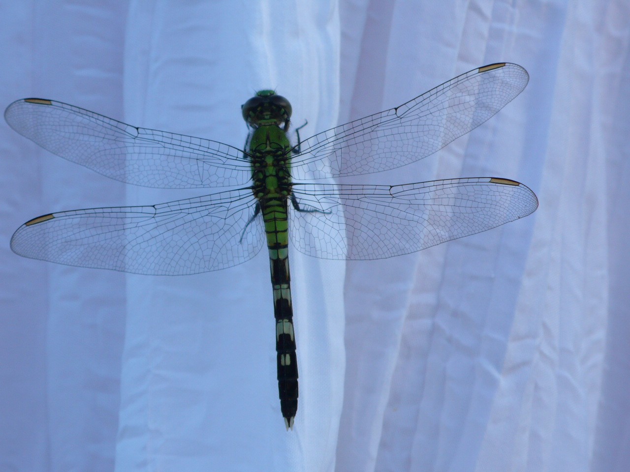 USA - The deep South - P1090968.jpg