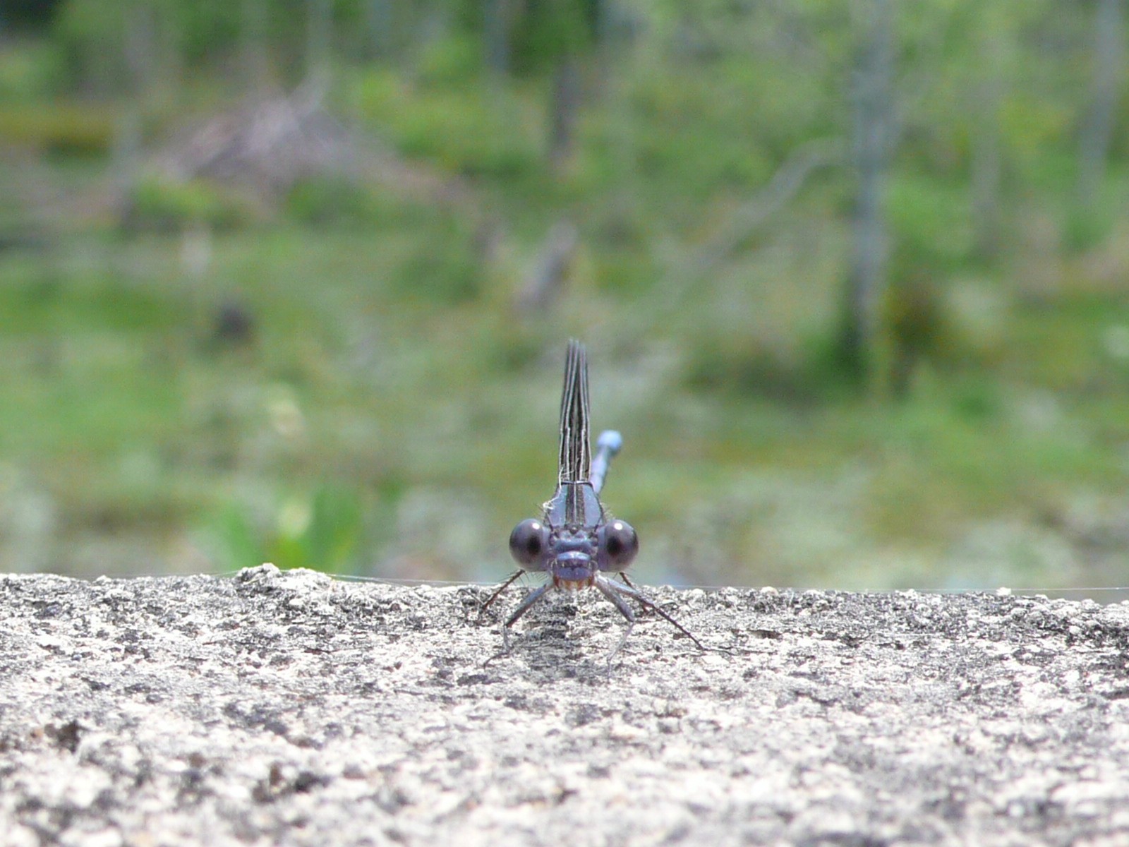 USA - The deep South - P1090985.jpg