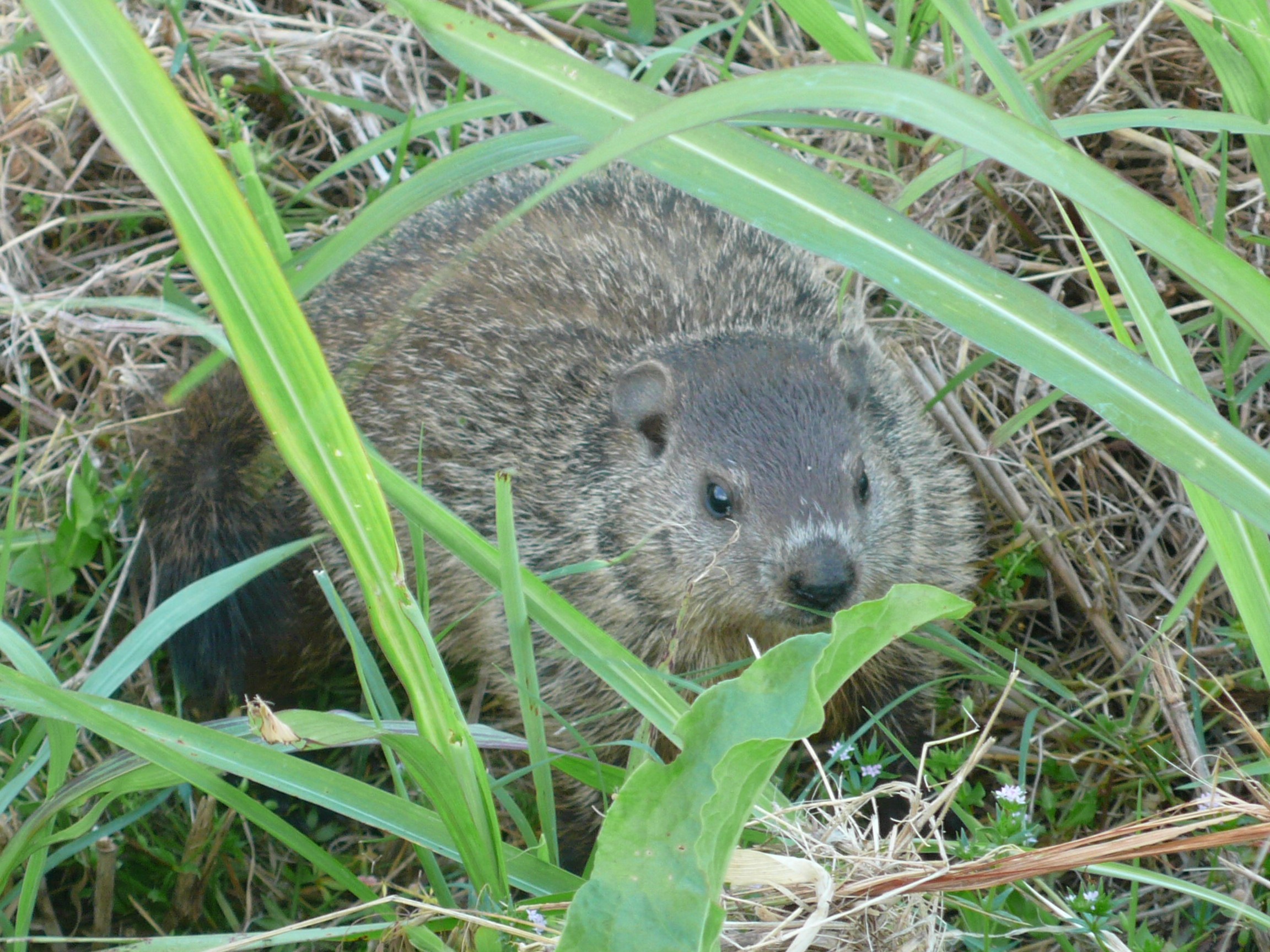 USA - Tennessee &amp; Kentucky - P1100476.jpg