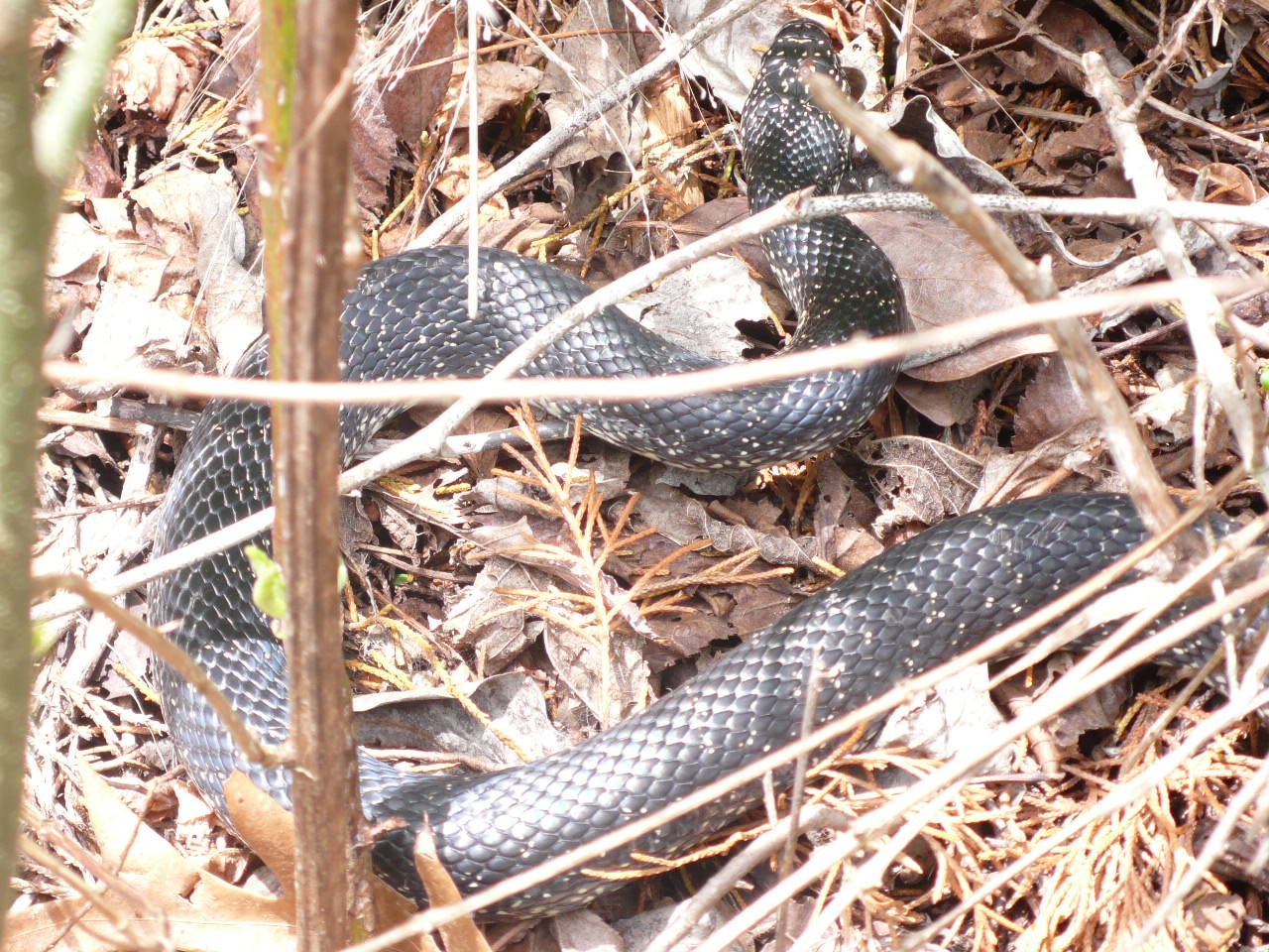 USA - Tennessee &amp; Kentucky - P1100482.jpg