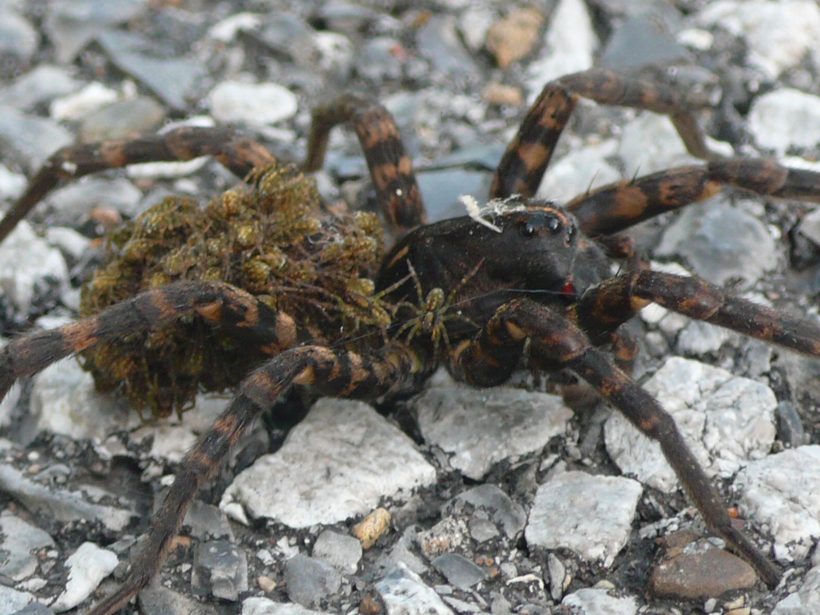 USA - Tennessee &amp; Kentucky - P1100490.jpg