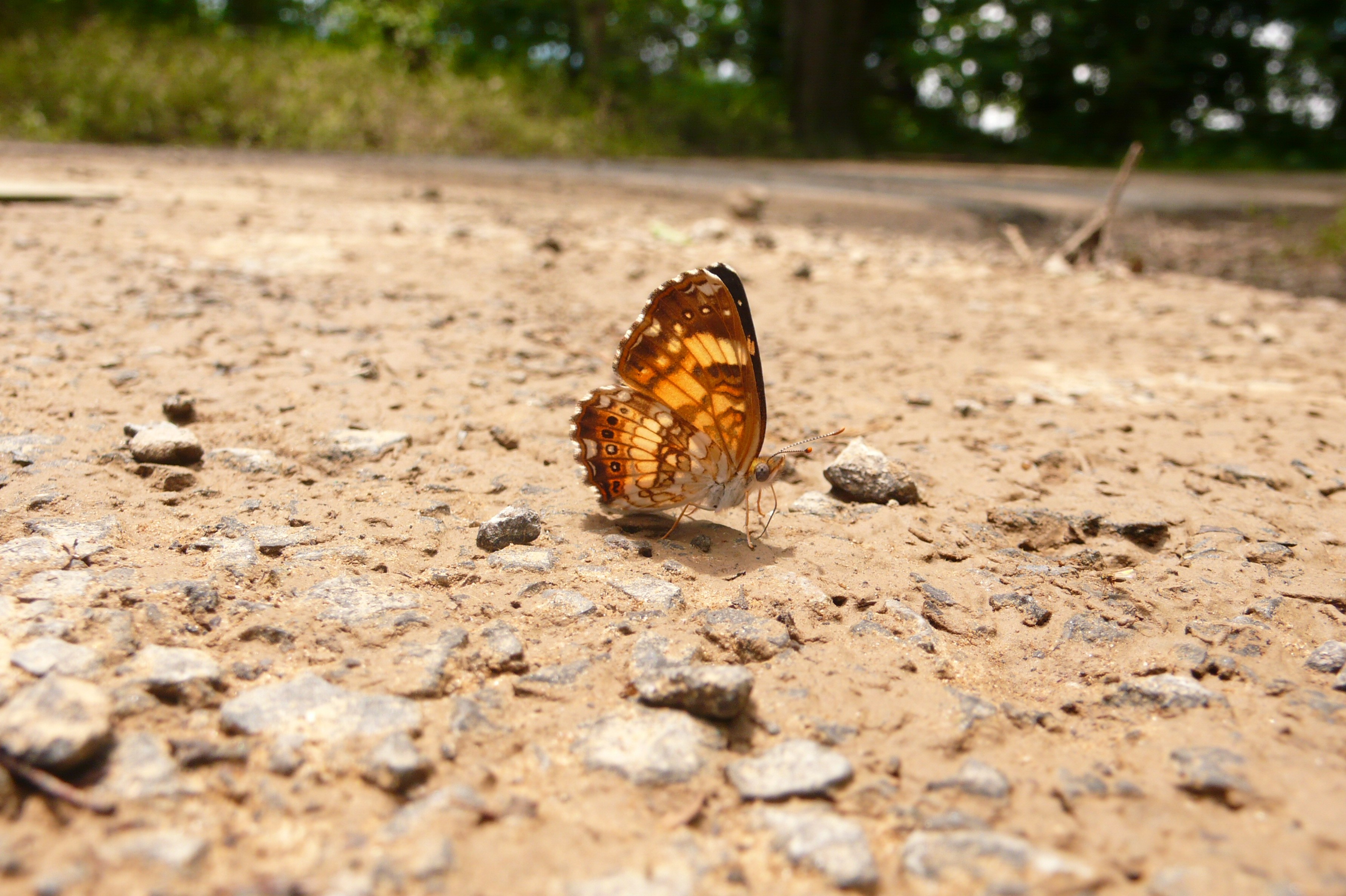 USA - Tennessee &amp; Kentucky - P1100501.jpg