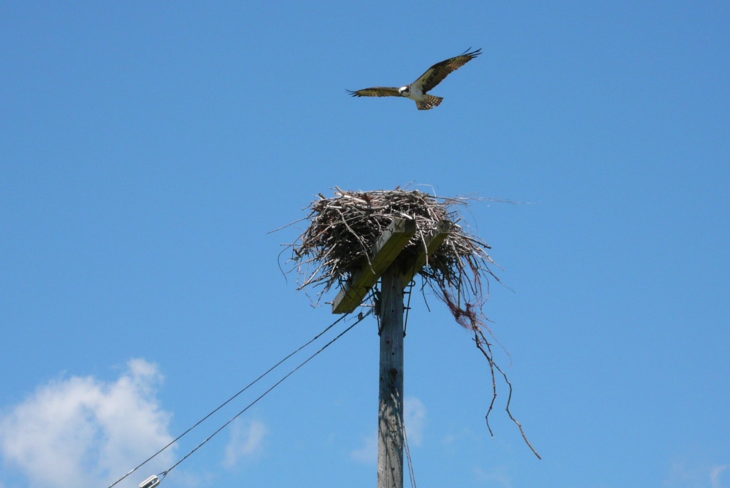 De Toronto a Montreal - P1120135.JPG