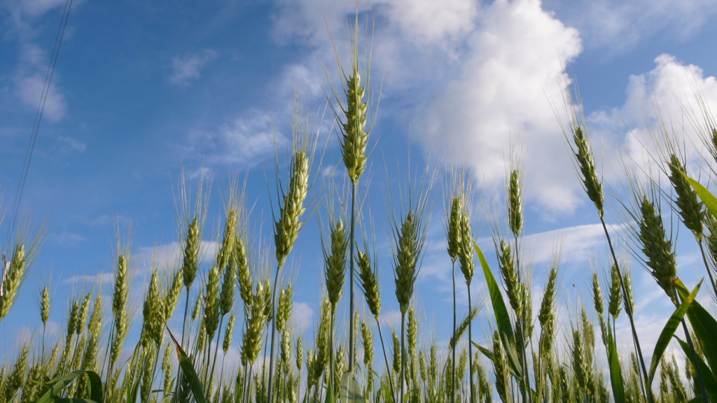 De Toronto a Montreal - P1120143.JPG