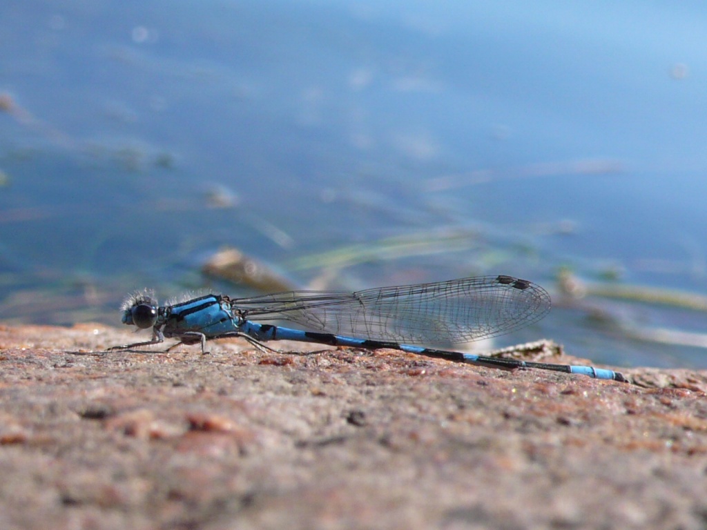 Le Quebec - P1120433.JPG