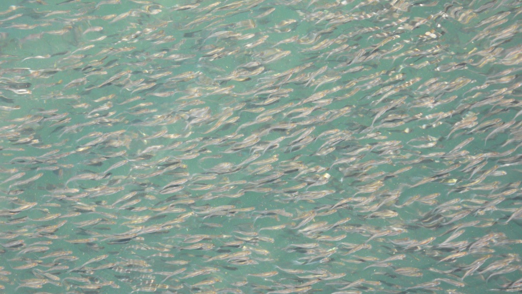 Le Quebec - P1120442.JPG